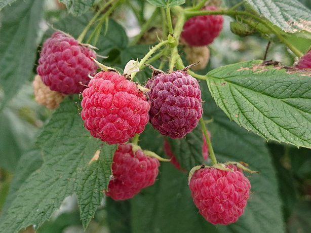 矢祭産ラズベリー | 株式会社グリーンルーツ公式サイト